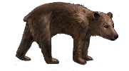 Bear Cub