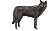 Wolf