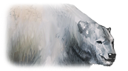 Polar Bear