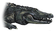 Alligator