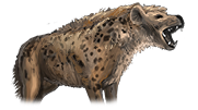 Hyena
