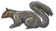 Squirrel