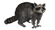 Raccoon