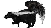 Skunk