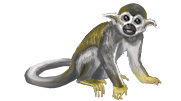 Monkey