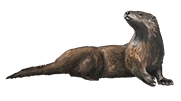 Otter