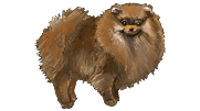 Pomeranian