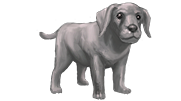 Puppy