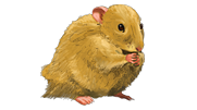 Hamster