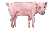 Pig