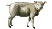 Sheep