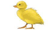 Duckling