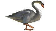 Swan