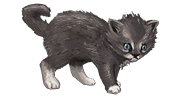 Kitten