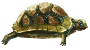Tommy the Turtle }II{