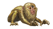 Slow Loris
