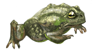 Toad of Triage }II{