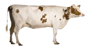 Cow of Legends }V{