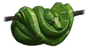 Tree Boa