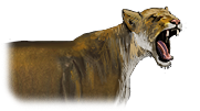 Mountain Lion