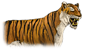 Bengal Tiger