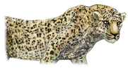 Leopard