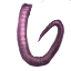 Pink Rat Tail