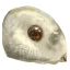 Owlmouse Head