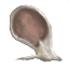 Owlmouse Ear