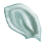Pristine Mouse Ear