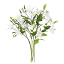 Bouquet of Orchids