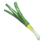 Scallion