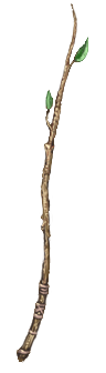 Young Sapling