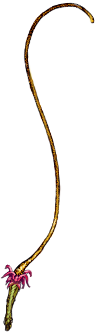 Tendril of Domination