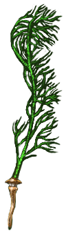 Seaweed Whip